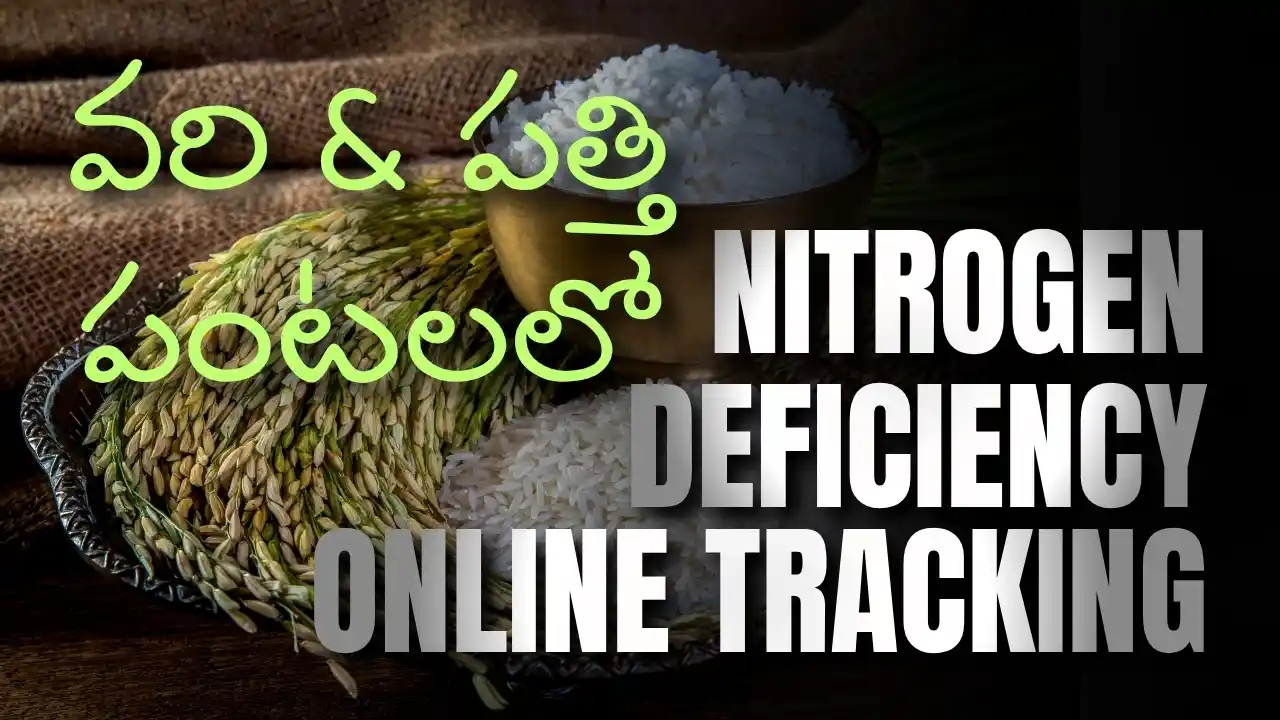 Harvested rice stalks, raw white rice grains in a bowl, and text regarding online tracking of nitrogen deficiency in rice and cotton crops for Andhra Pradesh farmers.